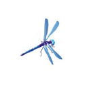 Dragonfly Studio Logo