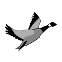 Grey Goose Graphics Logo