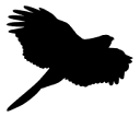 Hawk & Sparrow Design Logo
