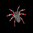 Spyderserve Web Services Logo