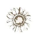 Sunflower Branding & Design Logo