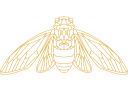 Cicada Video Logo
