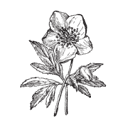 Create Paige Films Logo