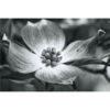 Dogwood Visual Logo