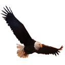 Eagle Drone Imaging LLC Logo