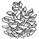 Evergreen Era Film + Photo Logo