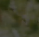 Lena Video logo