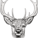 Nathan Buck Films logo