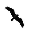 Osprey Cove Productions Logo