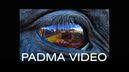 Padma Video Logo