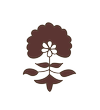 Black Spruce Logo