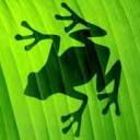 Bromeliad Services logo