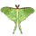 Ivy Ham Designs logo