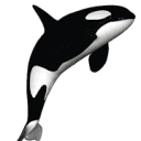 SEOrca Logo