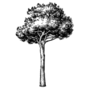 Site Culture logo