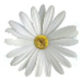 Website and Social Media Solutions, LLC logo